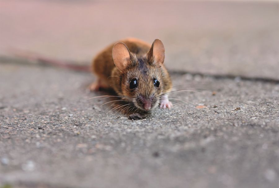 Rodent Control 101: Keeping Rats & Mice Out for Good